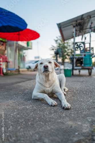 White Dog Resting On Urban Street Close Up