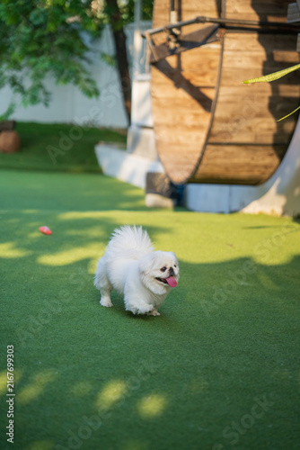 White Pekingese Dog Running On Green Lawn