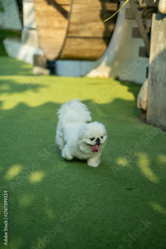 White Pekingese Dog Walking On Green Turf