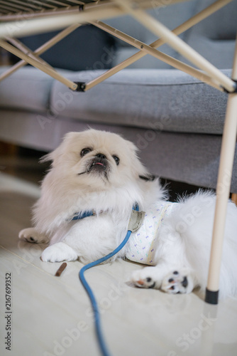 White Pekingese Dog Resting Indoors With Harness