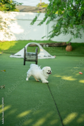 White Pekingese Dog Walking In Garden