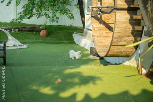 White Pekingese Dog In Wide Garden Scene