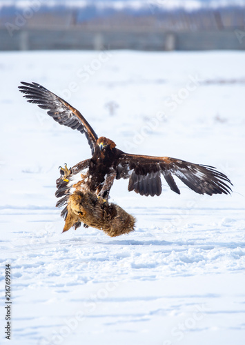 Konstfotografi A bird of prey hunts its prey