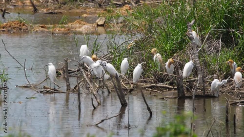 Flock of cattle egrets resting and perching on submerged tree branches in sunny swamp wetland pond. Medium static shot.