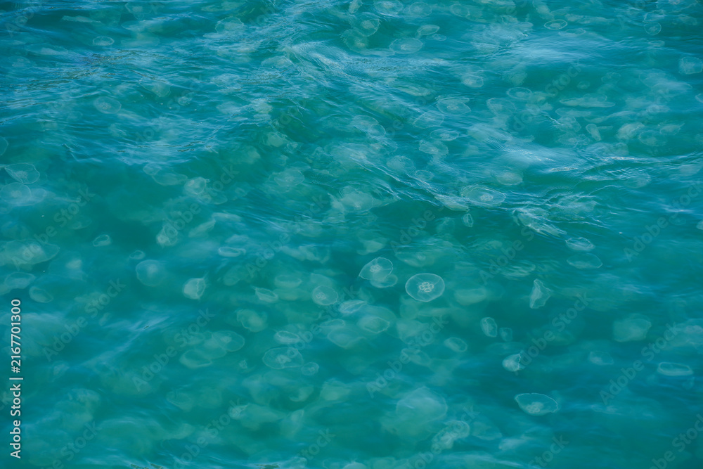 Fototapeta premium A large group of jellyfish. Kenai Fjords National Park in Seward, Alaska