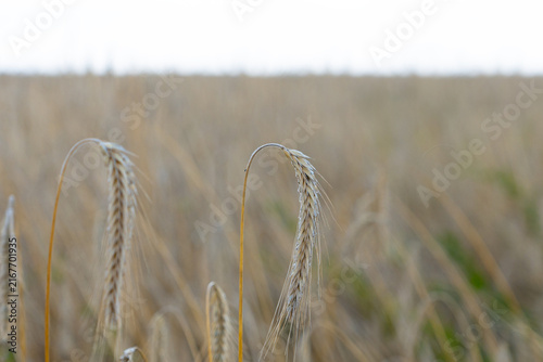 Photography Close Up of Ripe Grain Ear in Golden Field