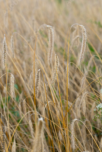 Canvas Print Close Up of Ripe Grain Ear in Golden Field