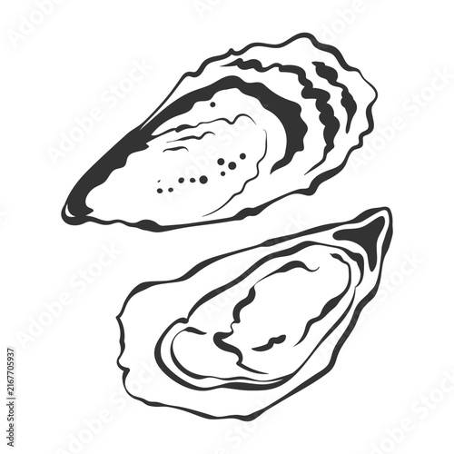 Hand-drawn ink drawing of oysters in shells. Vector whimsical illustration of fresh seafood doodle in simple crayon style. Black outline oyster sketch isolated on a white background.