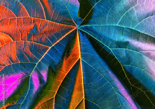 Close-up texture of a tree leaf showing its veins and a range of colours