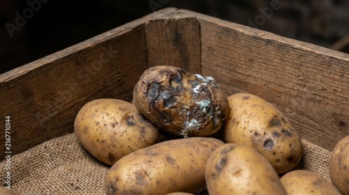 Rotten moldy potato among fresh potatoes in a wooden storage crate. Food spoilage and improper storage concept