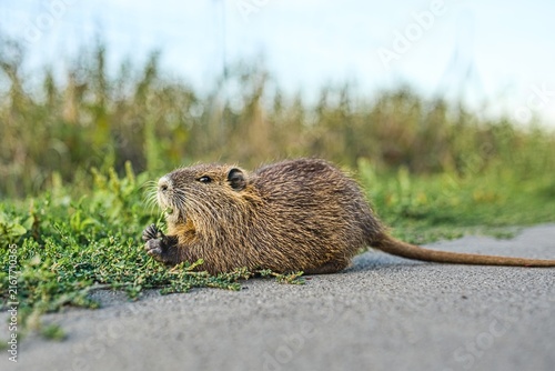 Bild auf Leinwand Low angle side profile photograph of a wild coypu (Myocastor coypus), also known as nutria, holding grass with its paws and eating on the ground