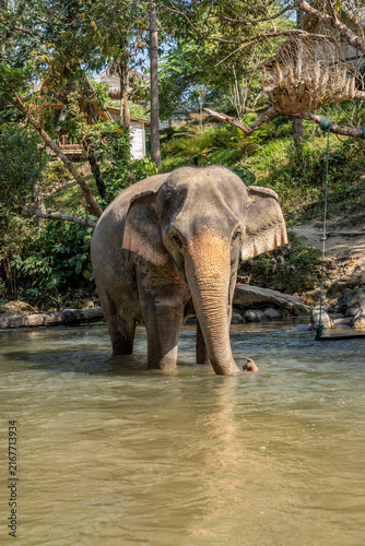 Fotografía Chiang Mai Asian Elephant Sanctuary in the River