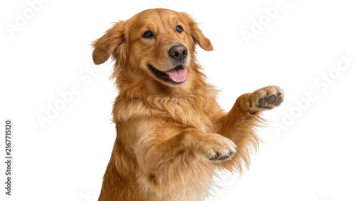Obraz na plátně Golden Retriever dog sitting up with paws raised, isolated on transparent backgr