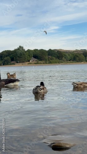Ducks Swimming on a Peaceful Blue Lake Surrounded by Nature and Summer Landscape , Lakeside srrounded by Mountains 