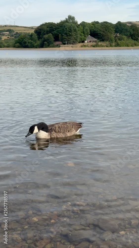 Ducks Swimming on a Peaceful Blue Lake Surrounded by Nature and Summer Landscape , Lakeside srrounded by Mountains 
