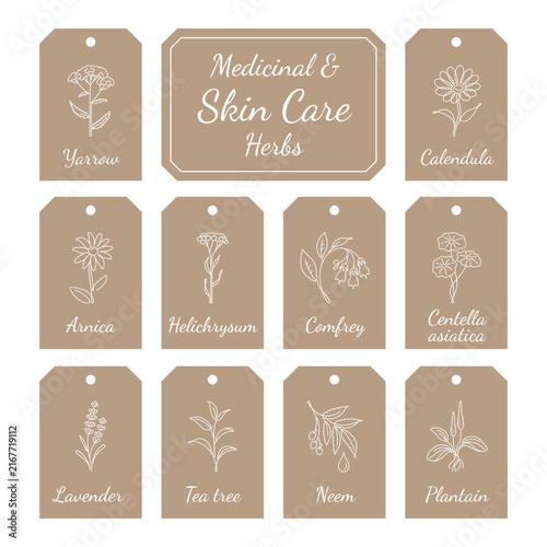 Medicinal and Skin Care Herbs Collection on Tags with Botanical Illustrations
