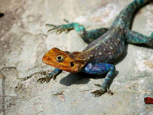 Foto Male Agama lionotus in breeding coloration resting on the ground in Mombasa, Ken