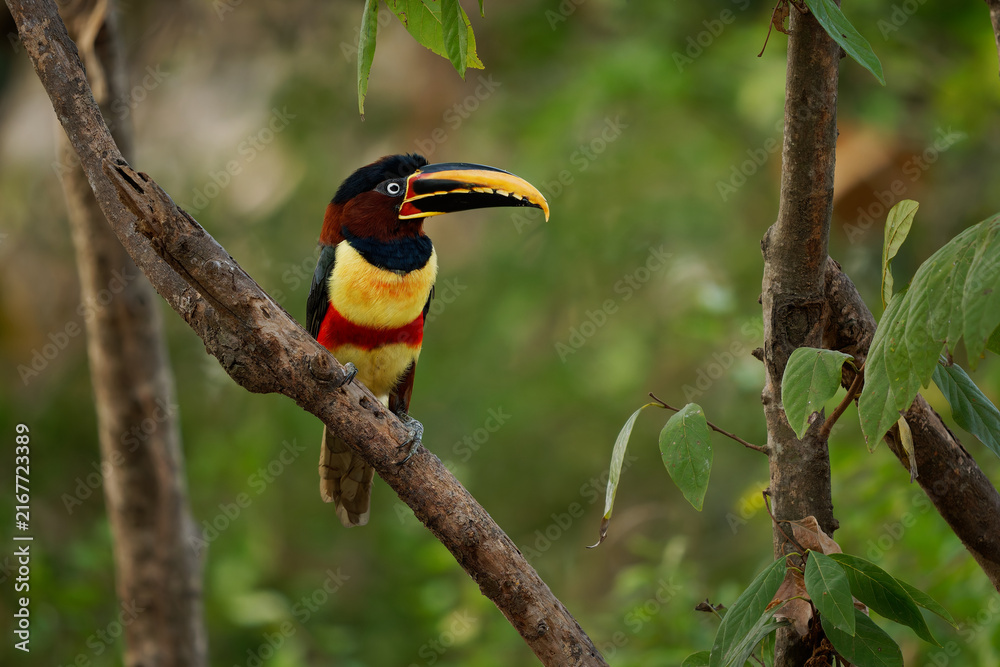 Fototapeta premium Chestnut-eared aracari Pteroglossus castanotis perched on a branch calling with beak open, chestnut ear patch and red chest band, small toucan of Amazon, South America, feeds mainly on fruit