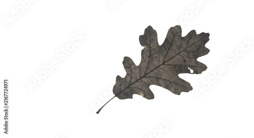 Bild auf Leinwand Single dried oak leaf with intricate vein patterns against a stark white backgro