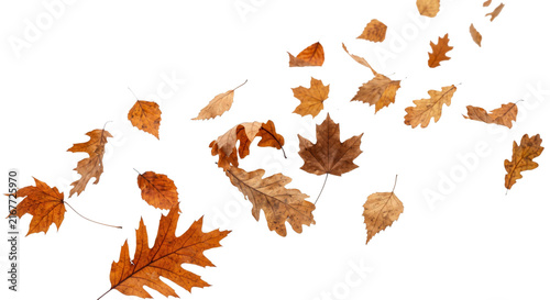 Obraz na plátne Autumn leaves falling and swirling in the wind, isolated on white background