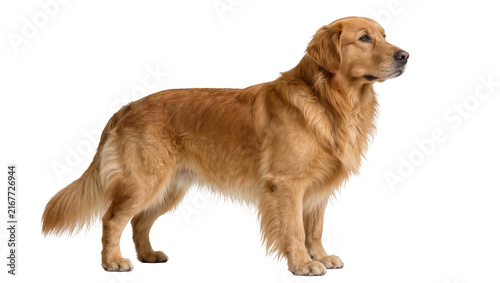 Fotografía Golden Retriever dog standing attentively, isolated on transparent background