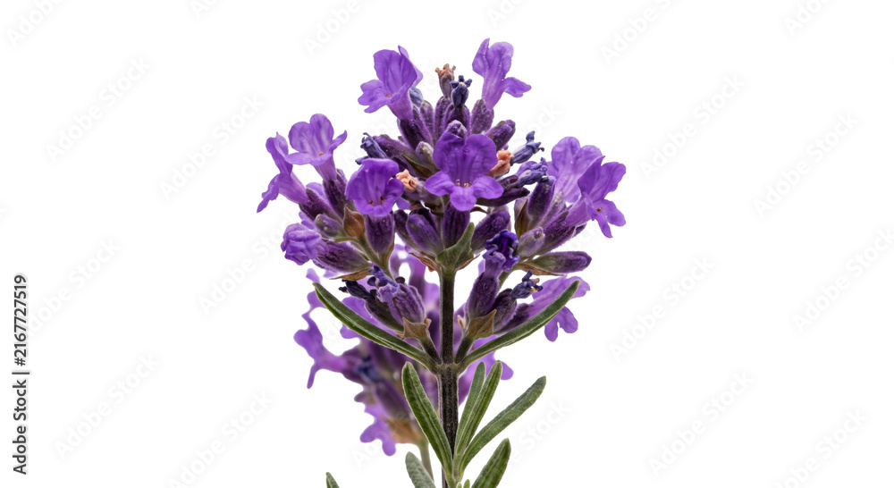Obraz premium Close-up of a vibrant purple lavender flower with delicate petals and green leaves