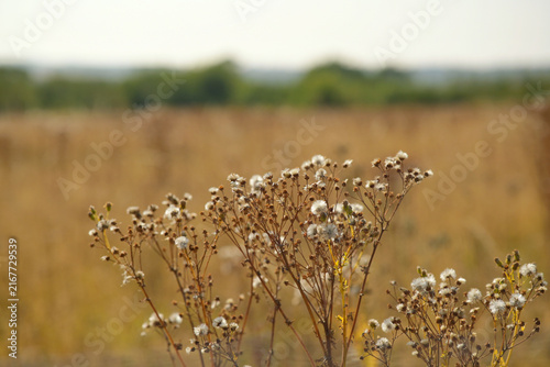 Quadro su tela golden wheat field with plants in selective focus