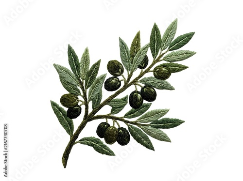 Olive branch with dark ripe fruits and green leaves., culinary