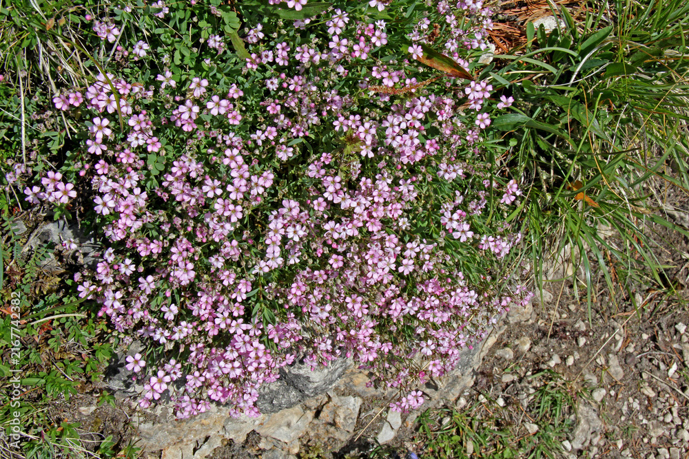 Obraz premium garofanino strisciante (Gypsophila repens)