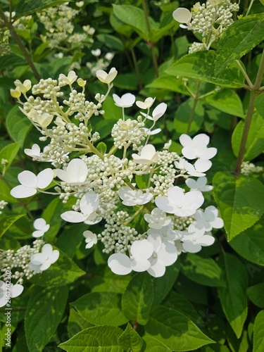 Cuadro en lienzo Close-up of white panicled hydrangea flowers blooming under bright sunlight