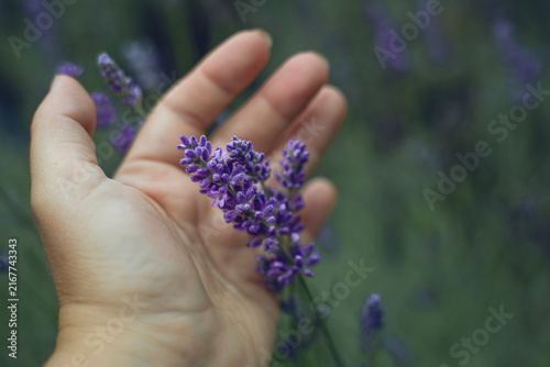 Konstfotografi Woman's hand gently holding fresh blooming lavender flowers in the field