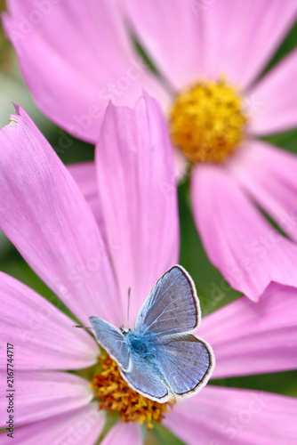 Blue on Pink