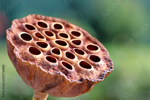 Pod