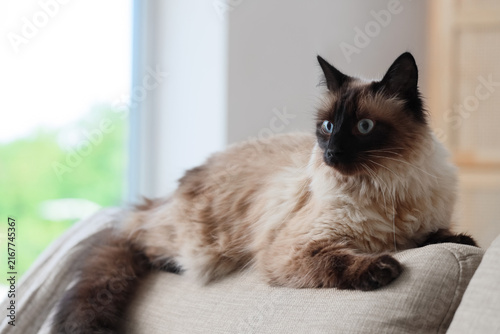 Konstfotografi Cute Thai cat lying on grey sofa in living room, closeup