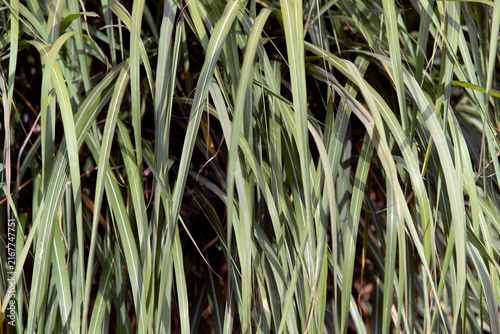 Photography grass and water, Årsta,Stockholm,Sverige,Sweden