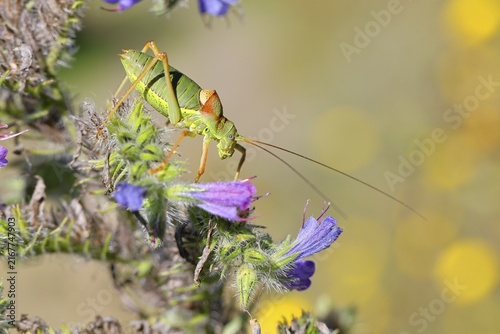 Steppe saddle grasshopper, steppe saddle grasshopper (Ephippiger ephippiger), male, on Viper's bugloss (Echium vulgare), with bokeh in the background, leafhoppers, long-fingered grasshoppers, Red List of Germany, specially protected species, critically endangered, Cochem, Moselle, Rhineland-Palatinate, Germany
