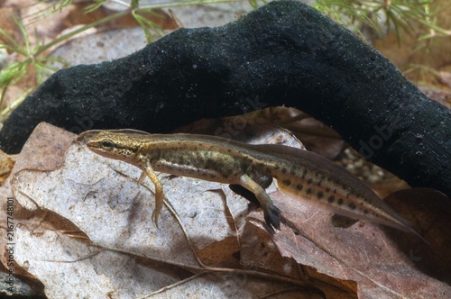 Threaded newt, Lissotriton helveticus, palmate newt, Triturus helveticus, amphibians, amphibians, caudata, amphibians, males, newts, newts, tailed amphibians, water newts