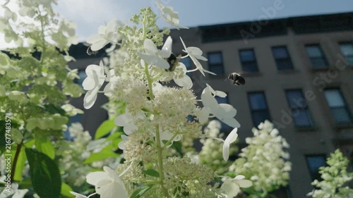 slow motion 4 bees converge on white flowers