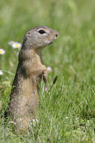 European ground squirrel (Spermophilus citellus) standing upright in a meadow, Burgenland Austria