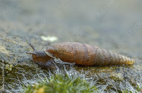 Wrinkled snail, laciniaria plicata, gastropoda, mollusca, snails, molluscs