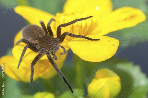 Araneomorphae, Dolomedes Plantarius, ridged water spider, moor hunting spider, predatory spiders, web spiders, fen raft spider, great raft spider, hunting spiders, spiders, y12