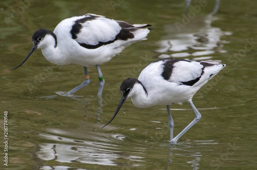 Avocet, Recurvirostra avosetta, saber beaks, birds, charadriiformes, limikolen, birds, waders, waterbirds, waders