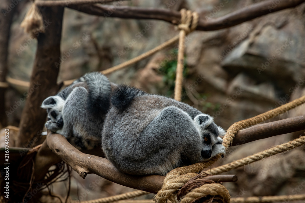 Naklejka premium Two lemurs resting on branches in a natural habitat setting