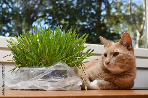 A ginger domestic cat is lying on the tablebeside a pot of fresh cat grass