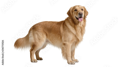Quadro su tela Golden Retriever dog standing attentively, isolated on transparent background
