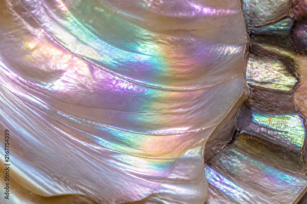 Fototapeta premium Mother of pearl shell showing iridescent nacre texture closeup