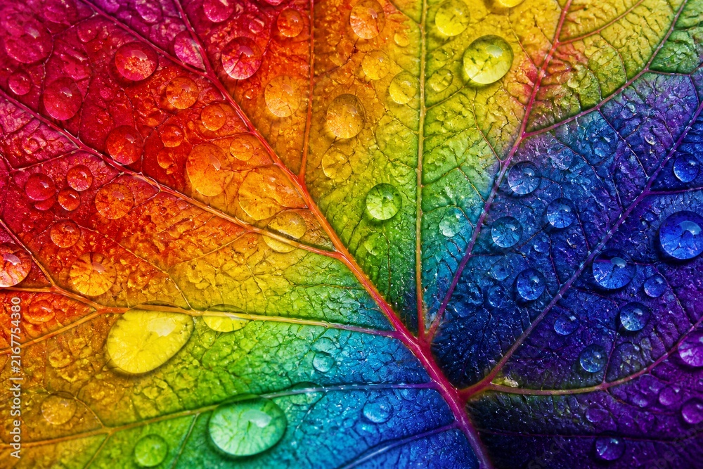 Fototapeta premium Rainbow colored leaf with water droplets and detailed veins