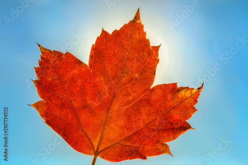 Single orange maple leaf held up to a clear blue sky with the sun glowing through its veined structure