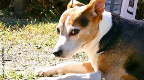 Jack Russell Terrier Yawning and Panting Outdoors in the Sun