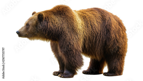 Fotografie Brown grizzly bear standing profile, isolated on transparent background